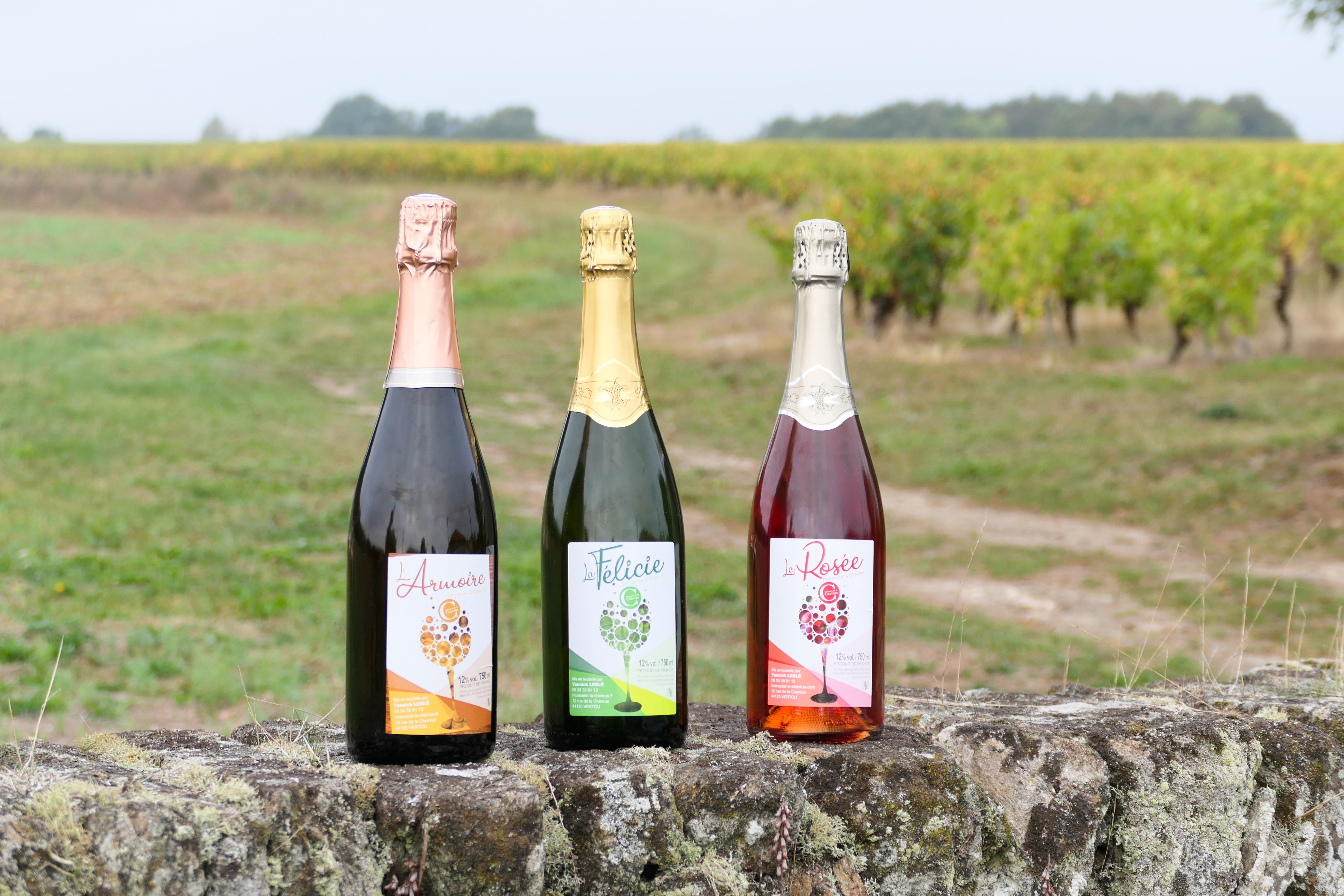 Aire de camping près de Nantes. Dégustation de vins gratuite. 